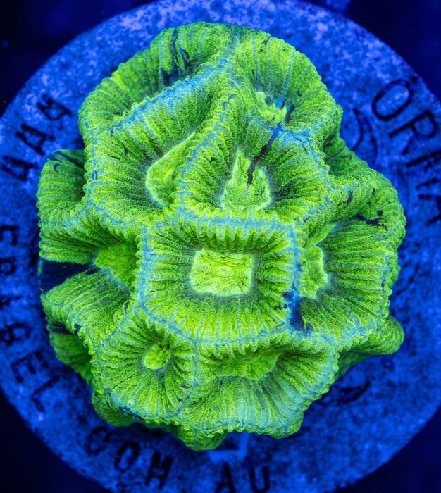 Ultra Goniastrea