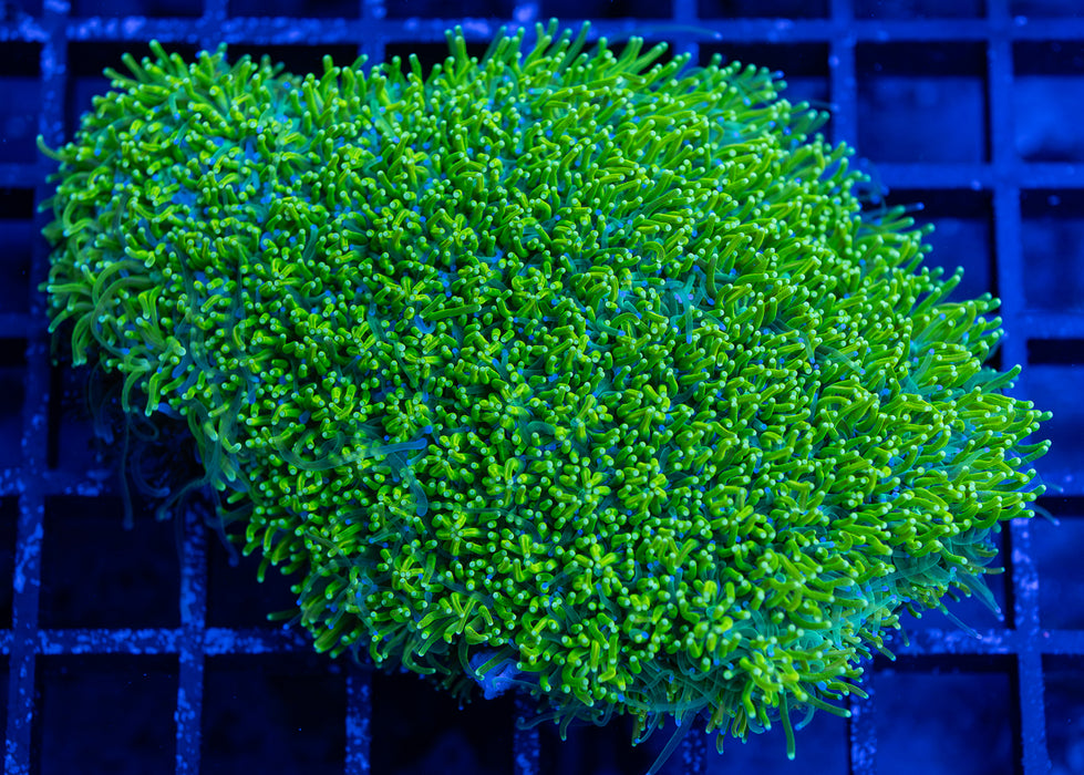 Green Galaxea