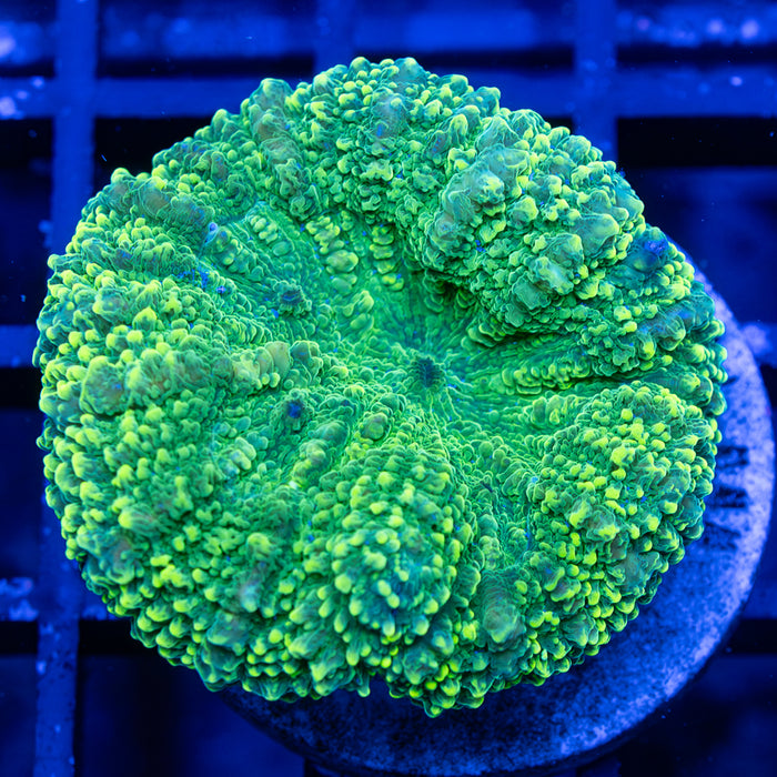 Green Lobo