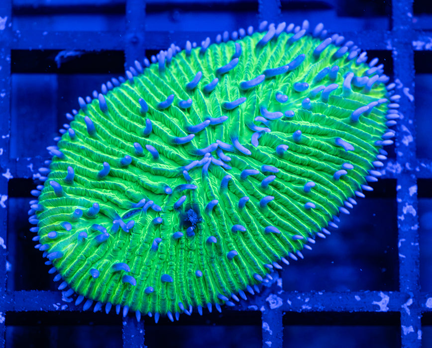 Reverse Herpolitha