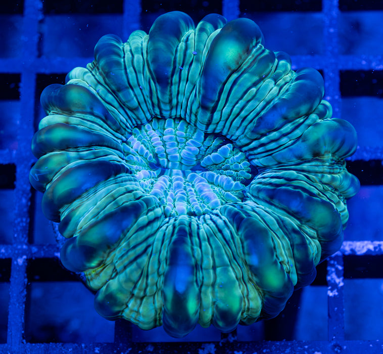 Green Cynarina