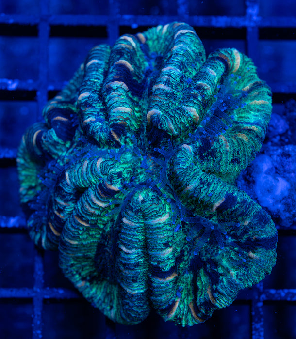 Green Trachy