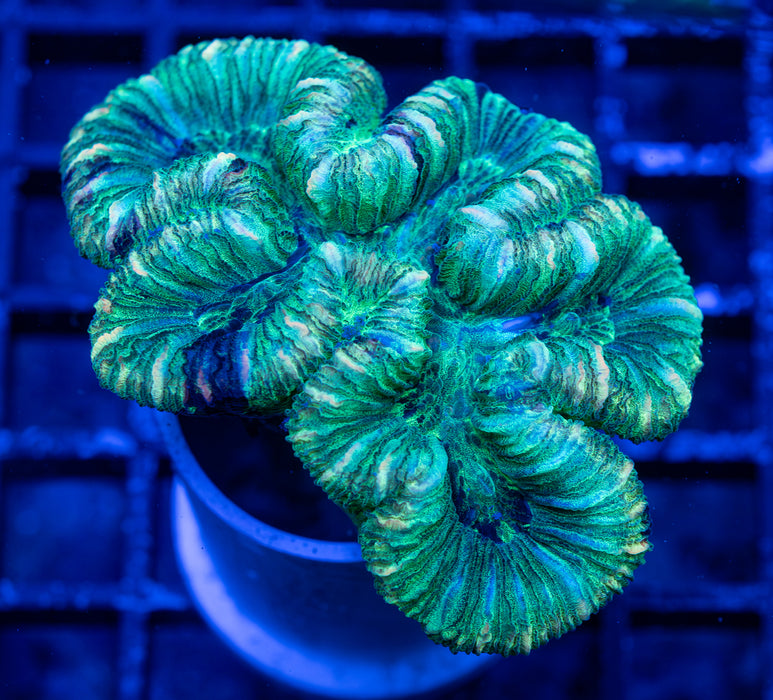 Green Trachy