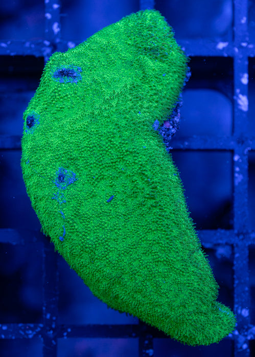 Green Psammacora