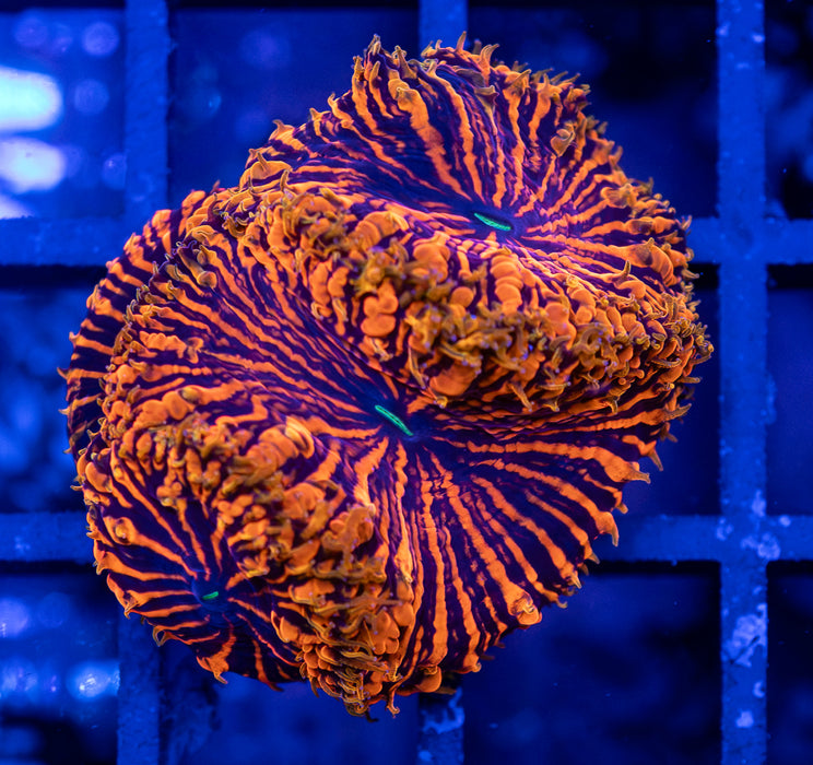 Tiger Stripe Blasto Wellsi