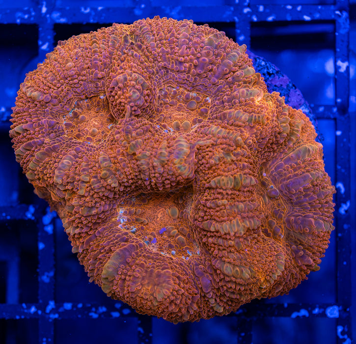 Orange Bowabankii