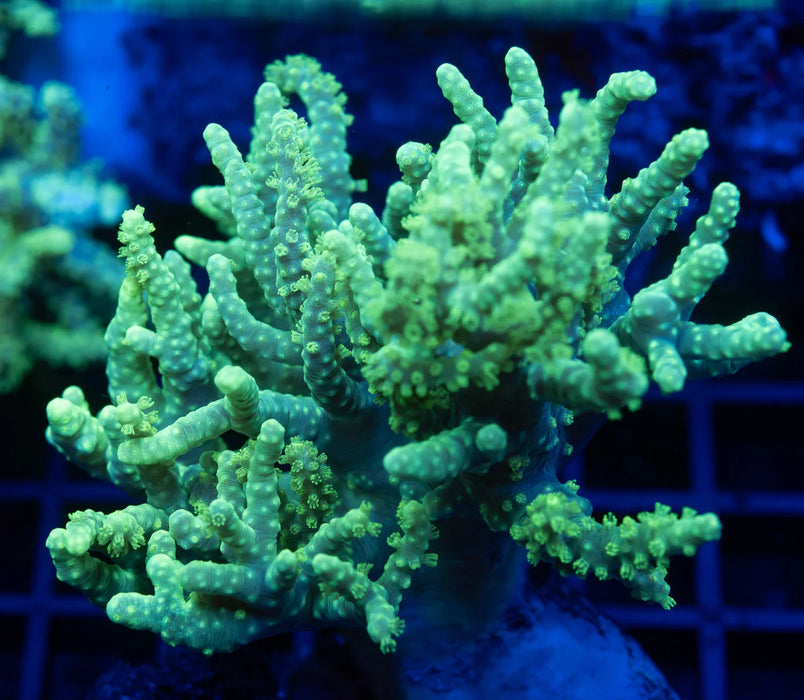 QLD Ultra Green Sinularia