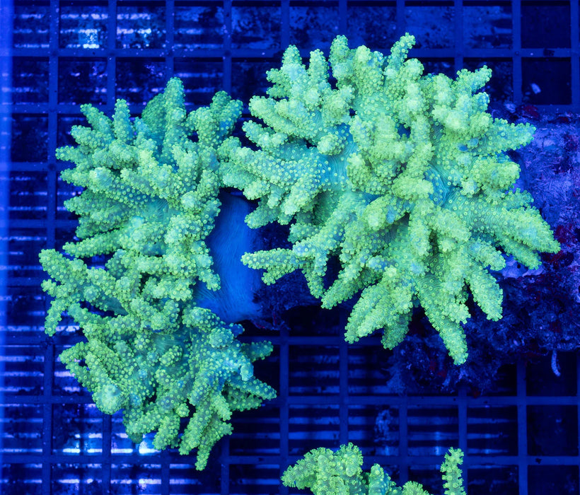QLD Ultra Green Sinularia