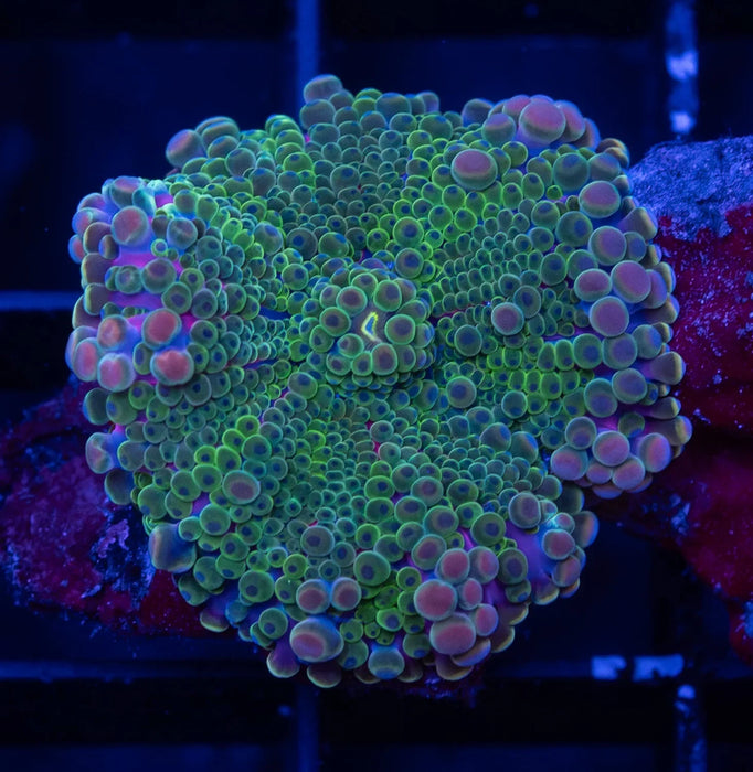QLD Green Ricordea
