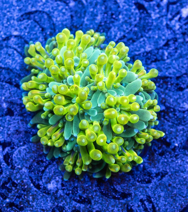 Green Galaxea