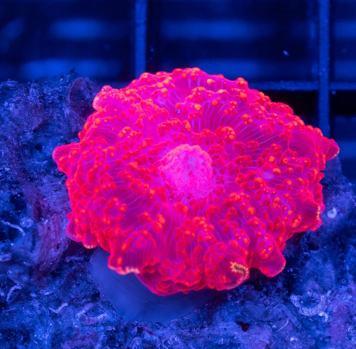 QLD Pink Morph
