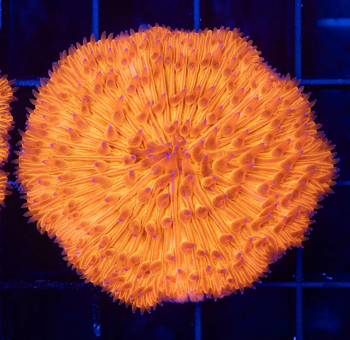 QLD Orange Fungia