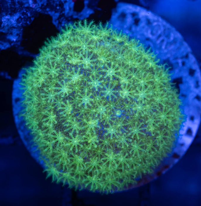 Green Polyp Astroleather