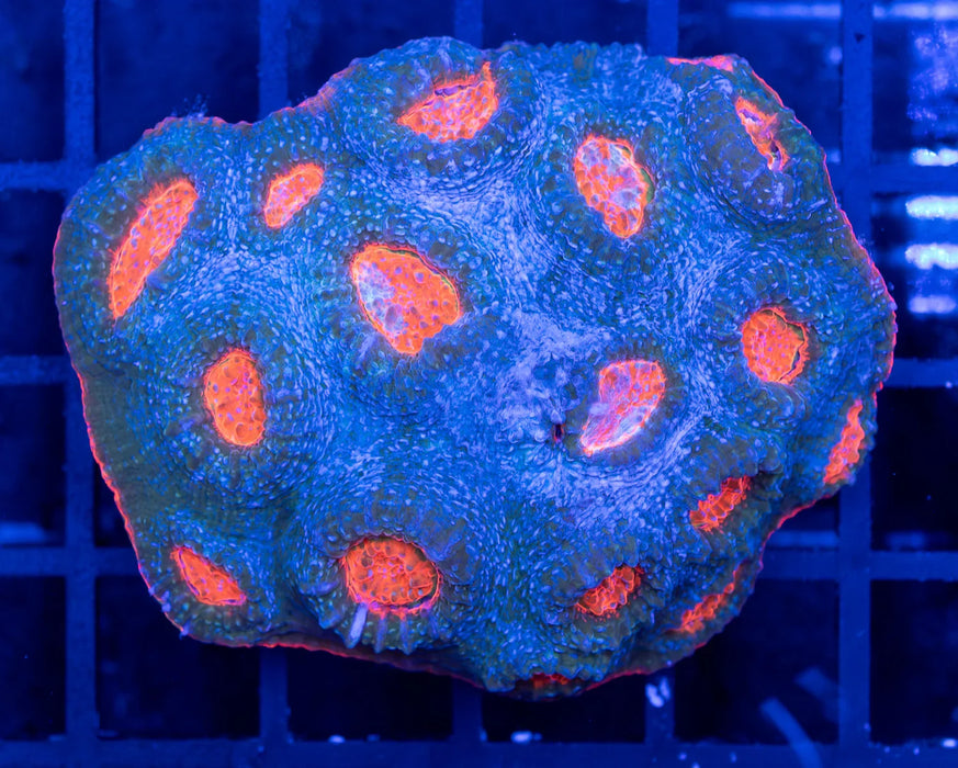 QLD Lava Chalice