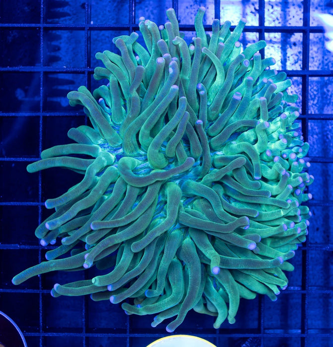 QLD Green Heliofungia