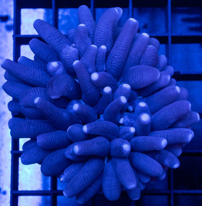 QLD Purple Heliofungia