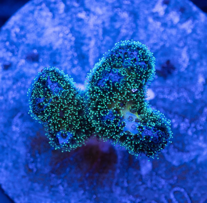 Peacock Stylophora