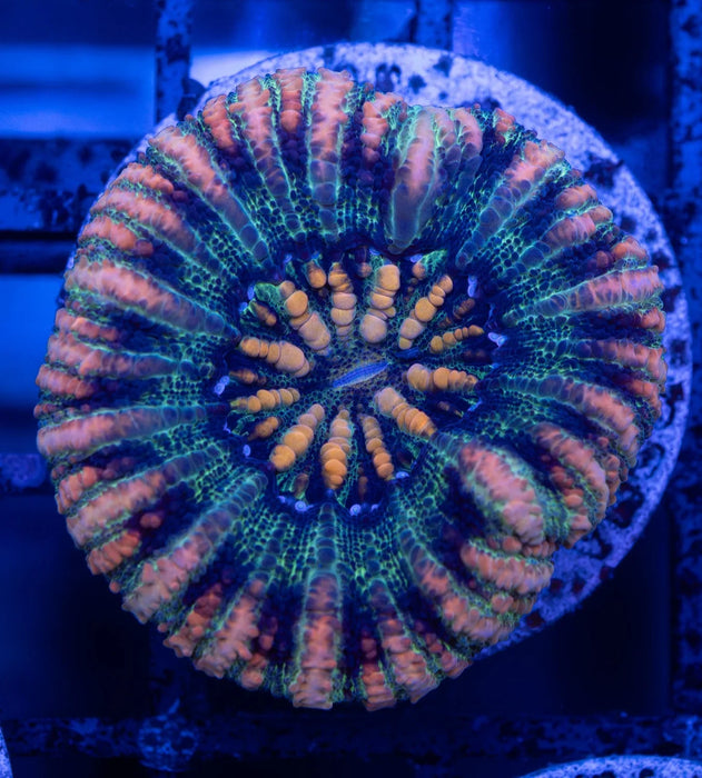 Button Scoly