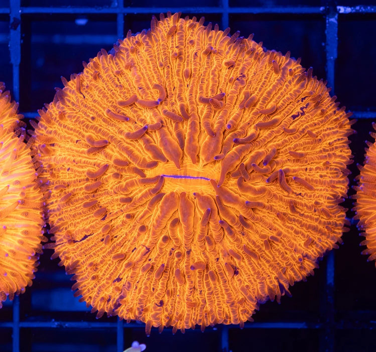 QLD Orange Fungia