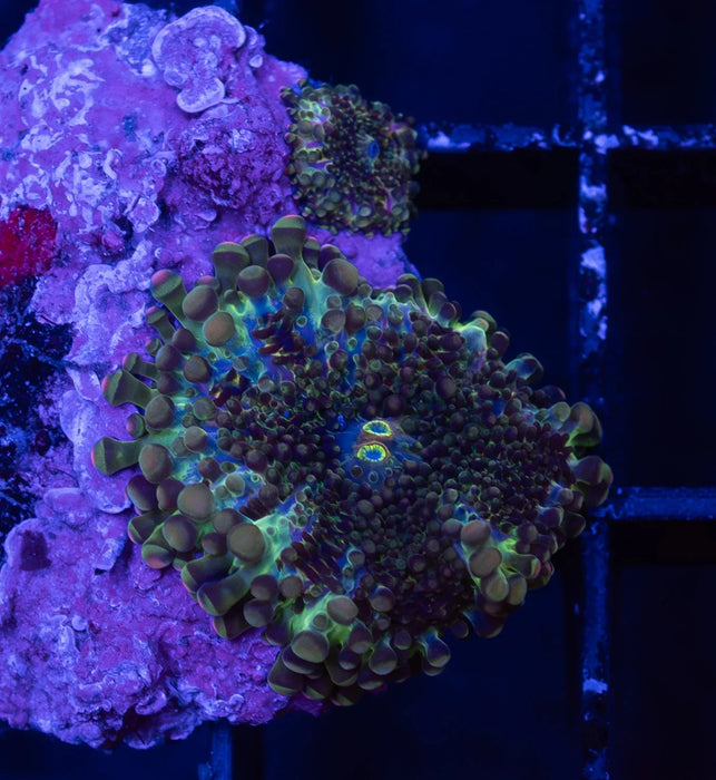 QLD Multicolour Ricordea