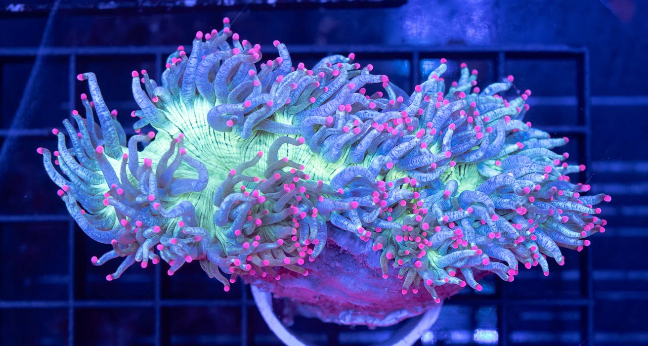 QLD Pink Tip Elegance