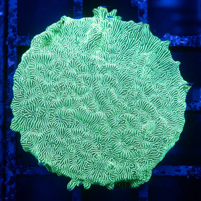Neon Green Leptoseris