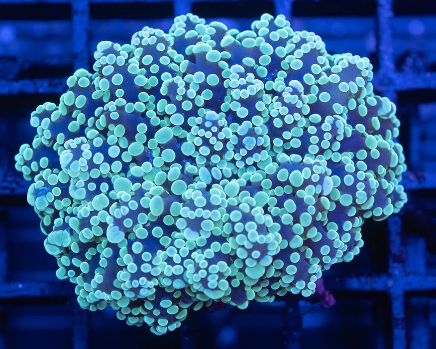 Green Frogspawn
