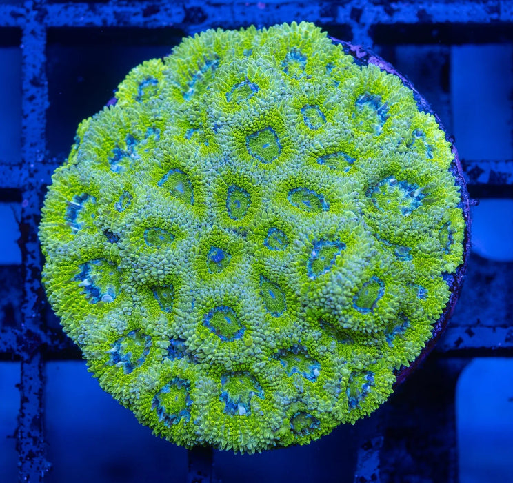 Green Micromussa