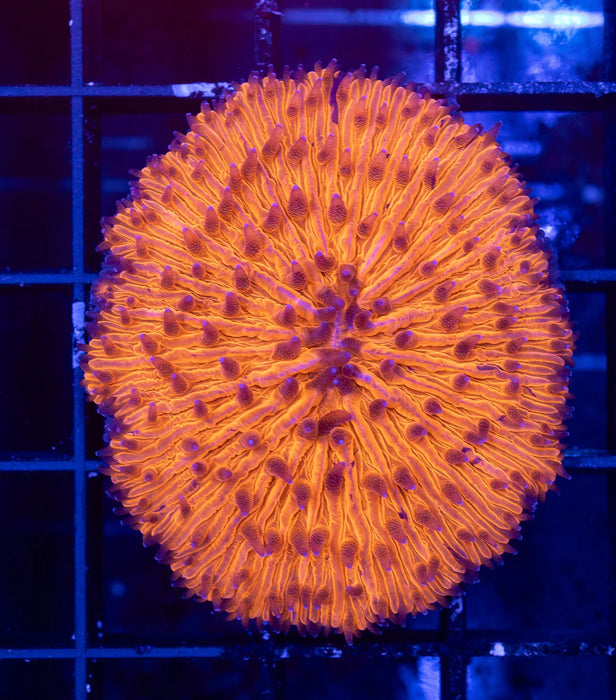 QLD Orange Fungia