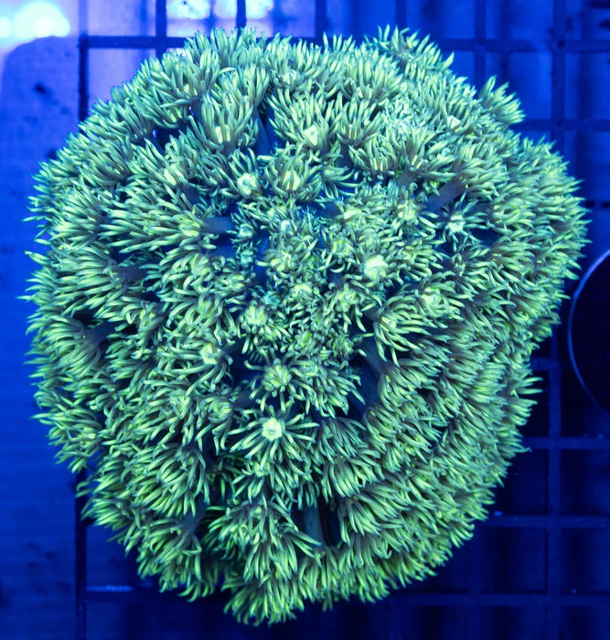 QLD Green Goni