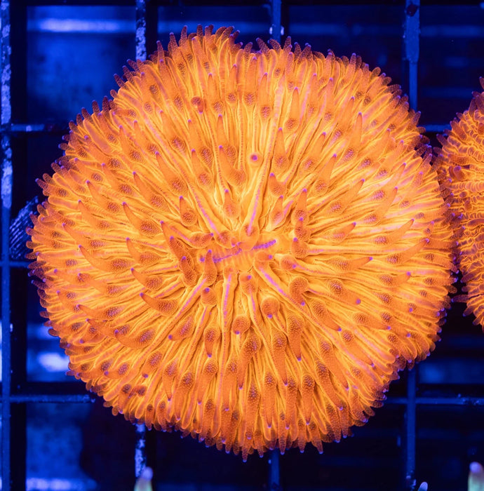 QLD Orange Fungia