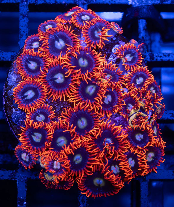 Fire and Ice Zoas