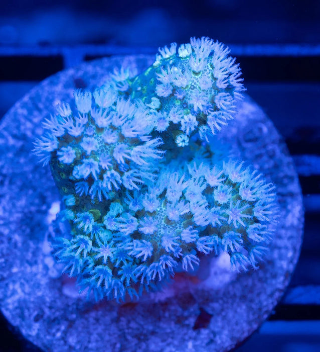 Cream Lobophytum