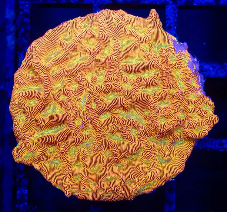 Jack O'Lantern Leptoseris