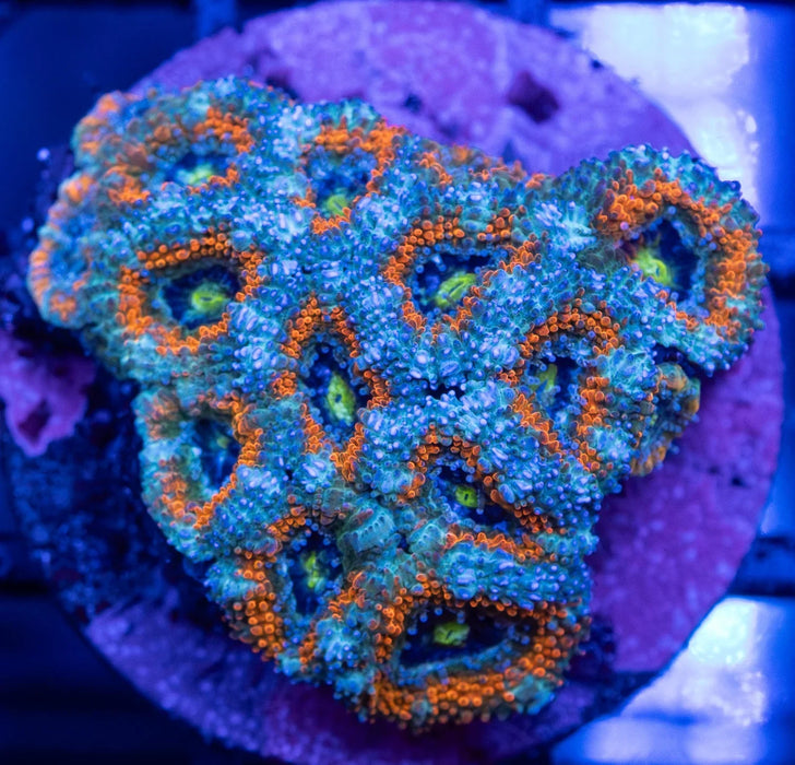 Orange Rim Micromussa
