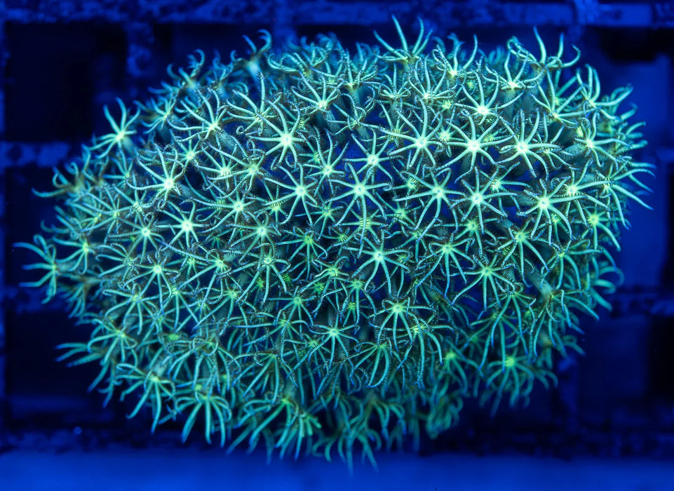 Green Star Polyp