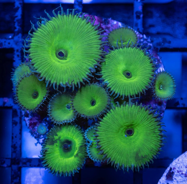 Hulk Green Zoa