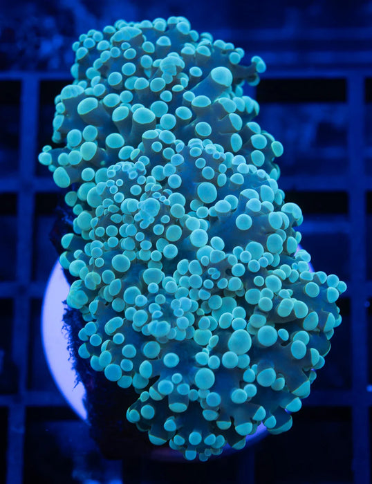 QLD Green Frogspawn