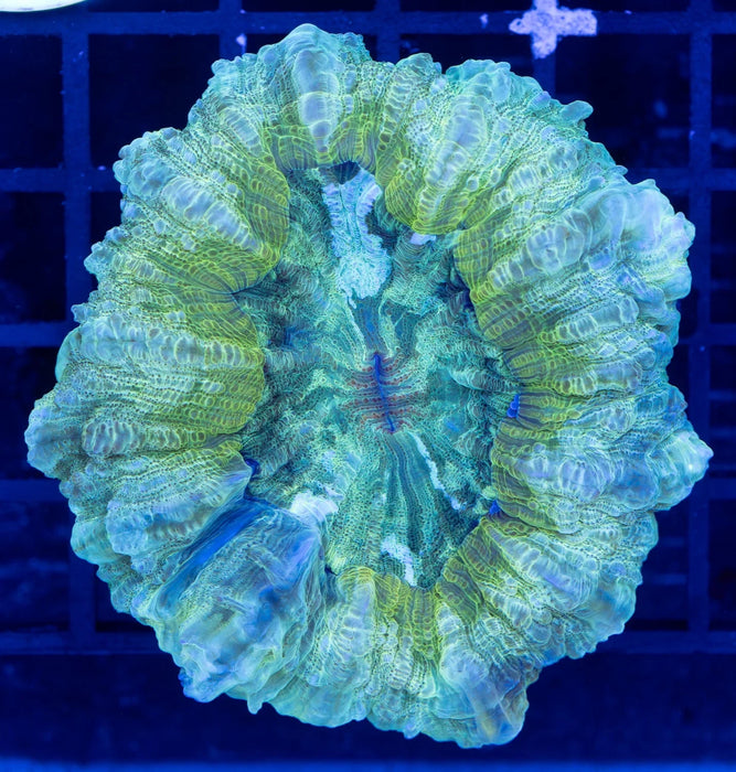 QLD Green Desh