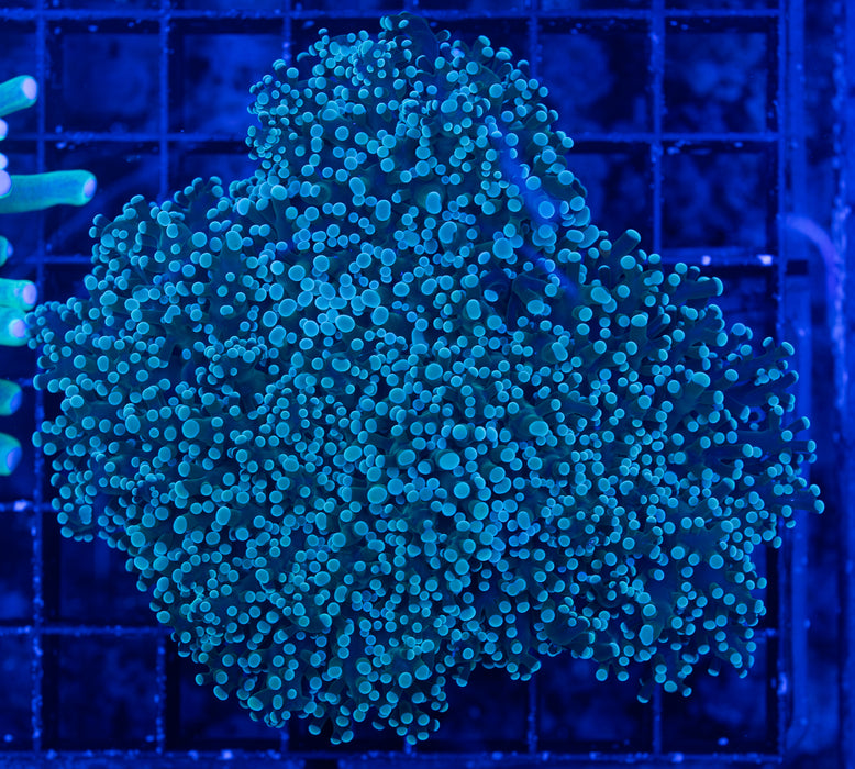 Frogspawn