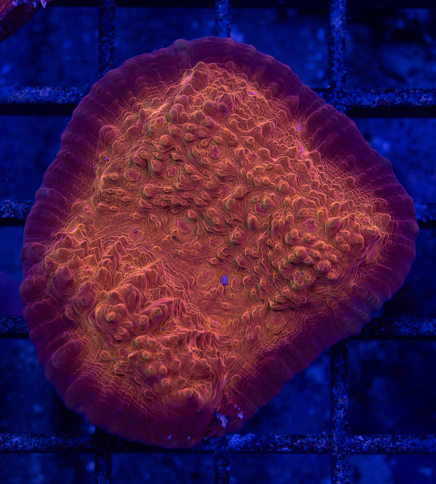 Orange Chalice