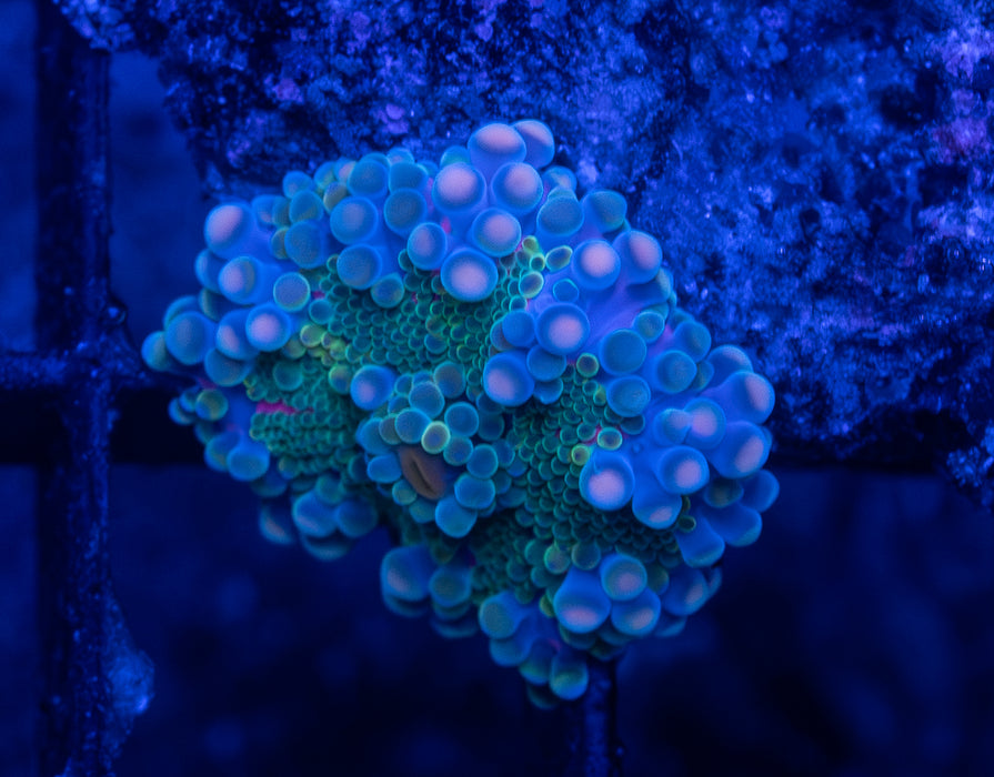 Green Ricordea