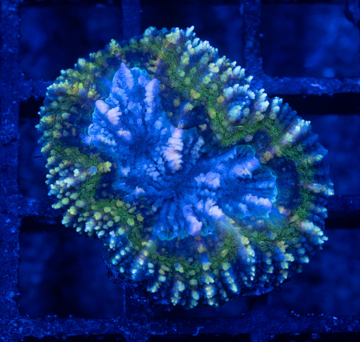 Green Symphillia