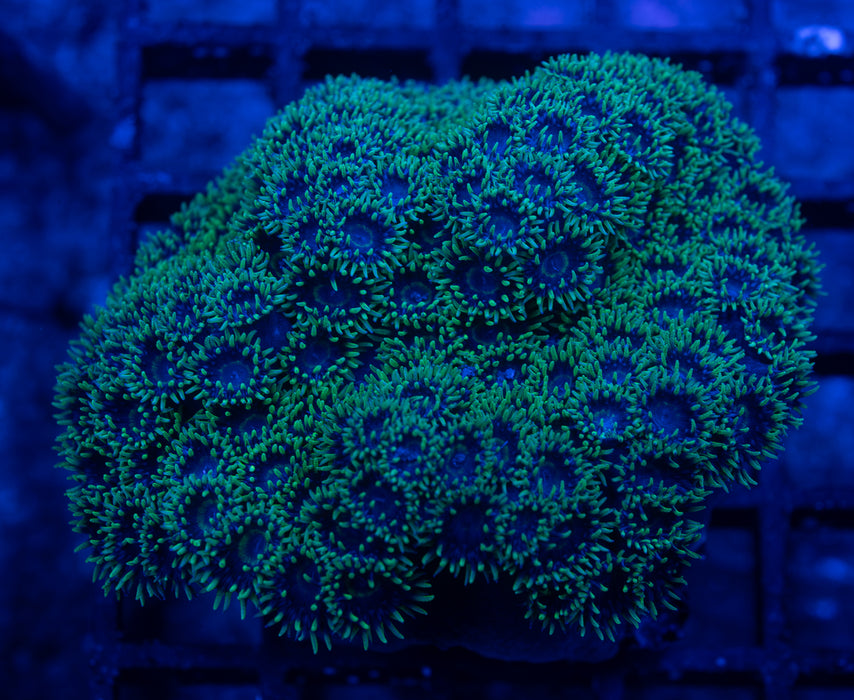Green Cup Coral