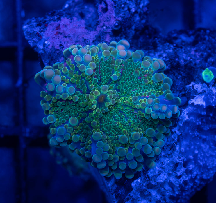 Green Ricordea