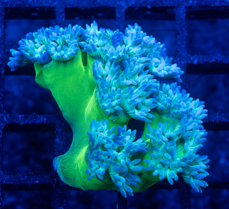 Green Stem Daisy