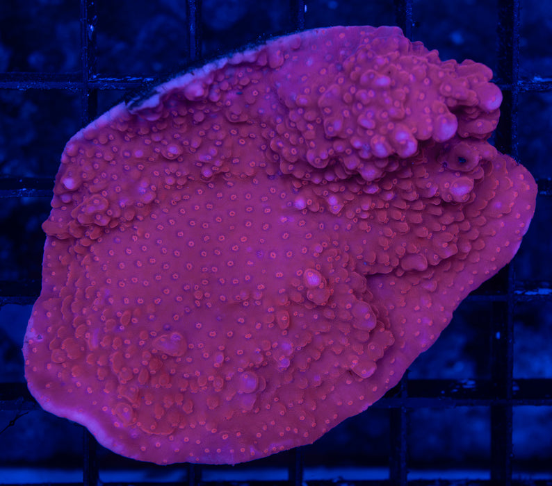 QLD Red Monti