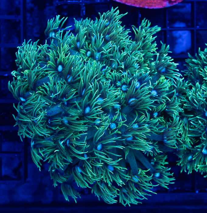 Goniopora Stokesi