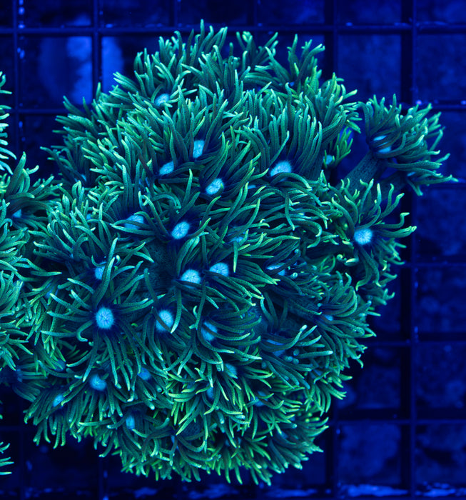 Goniopora Stokesi