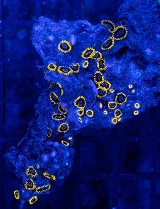 Gold Rim Zoa